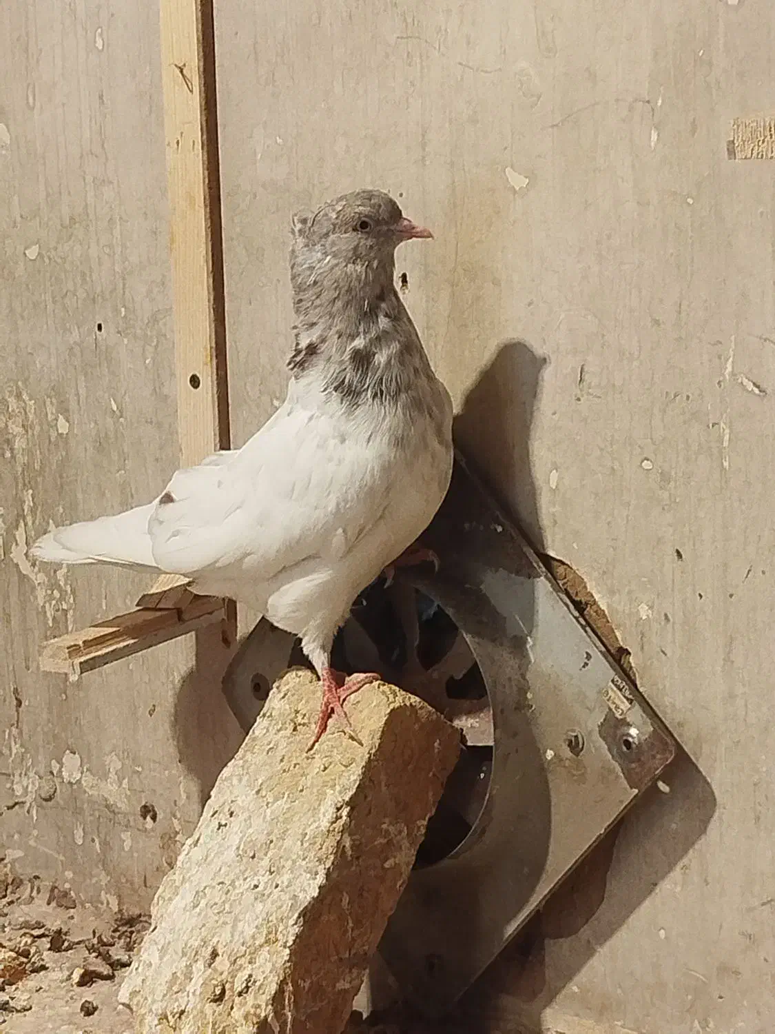 کله الماسی نر|پرنده|مشهد, بلال|دیوار