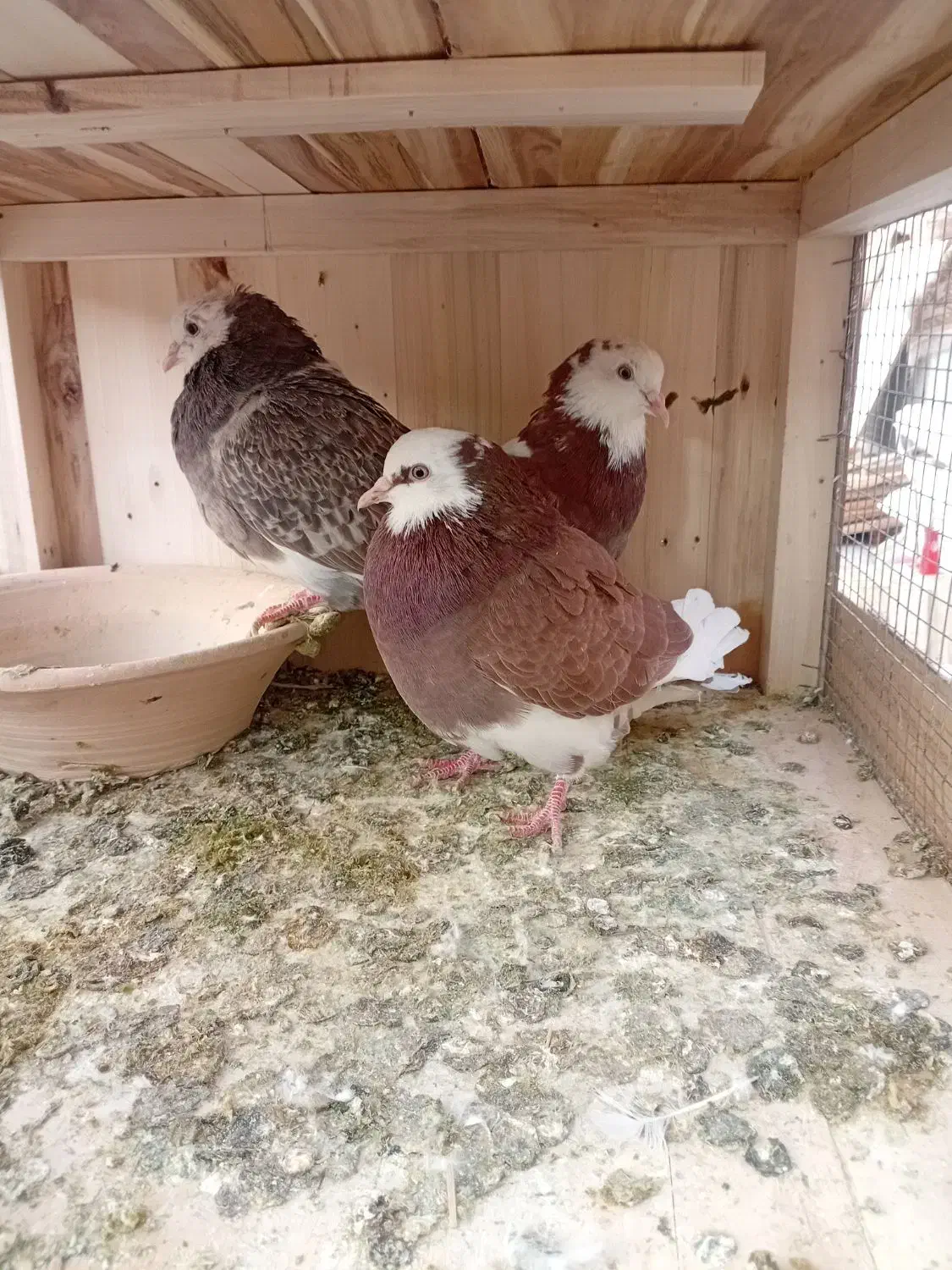 شازده ابلغ|پرنده|قم, ولیعصر|دیوار