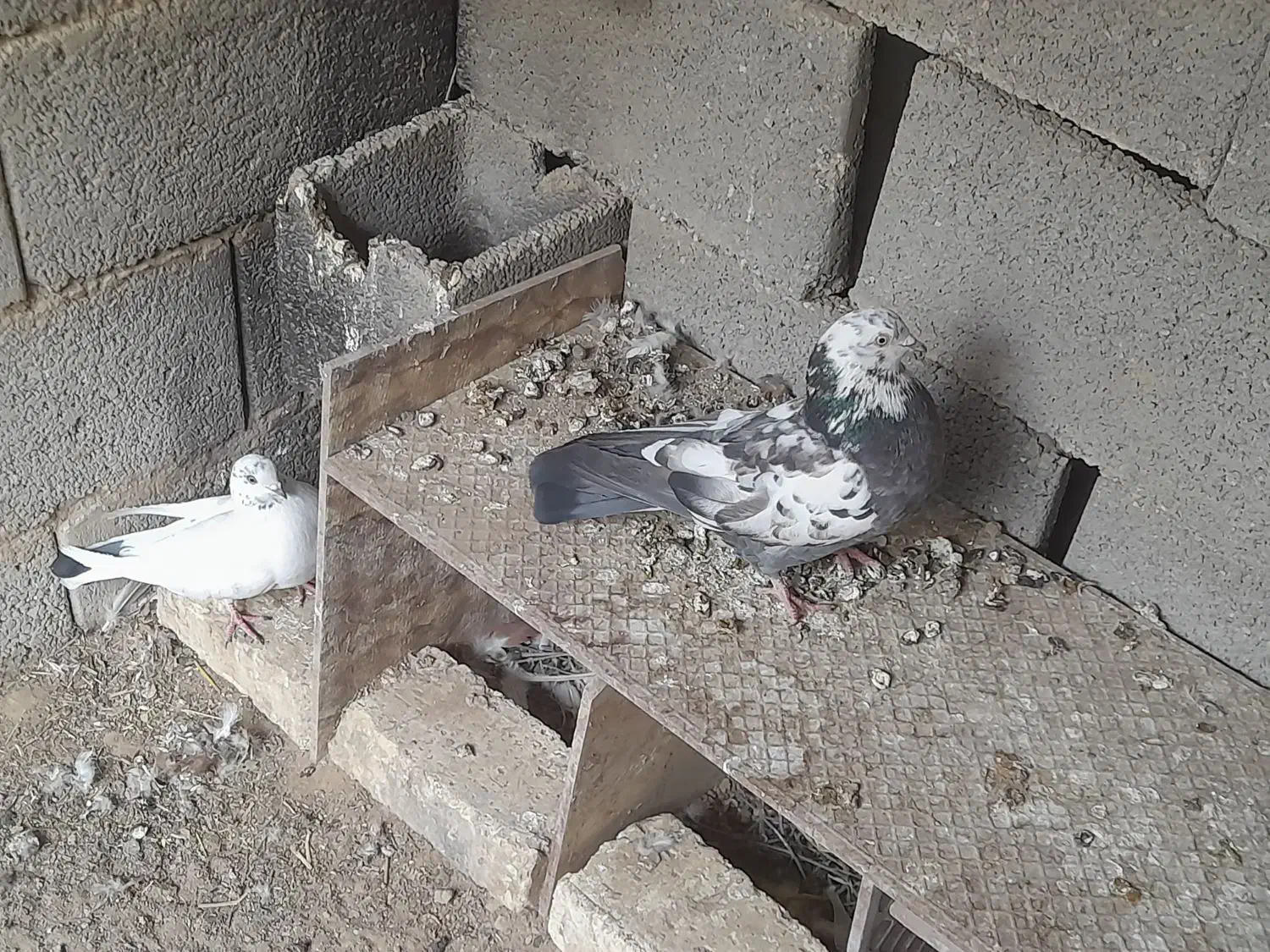 دوجفت کبوتر با تخم و جوجه|پرنده|نجفآباد, گلدشت|دیوار