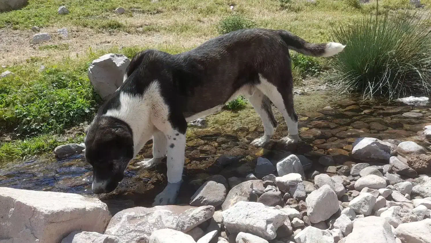 گمشده|حیوانات|آبکوه, |دیوار