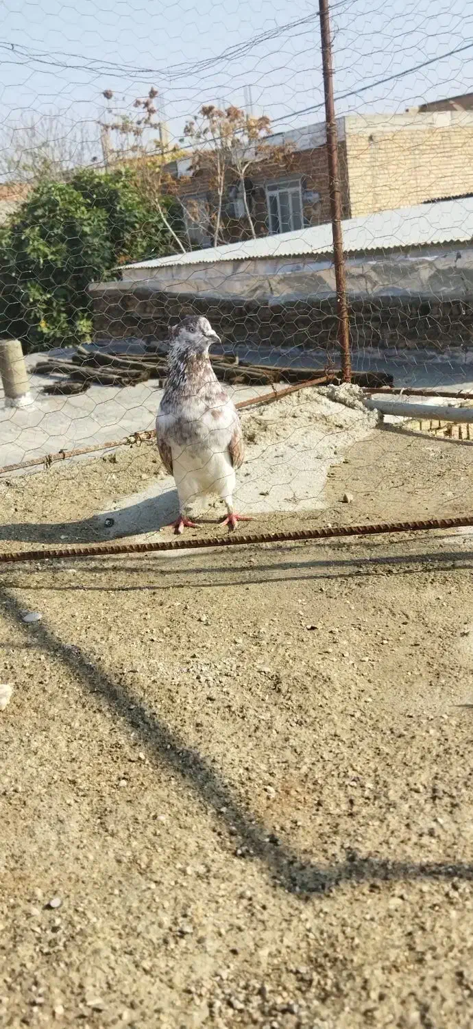 سه عدد کبوتر|پرنده|گنبد کاووس, |دیوار