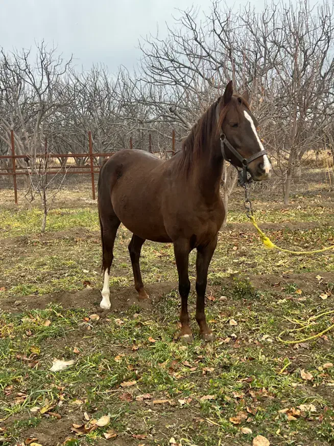 اسب مادیان|اسب و تجهیزات اسبسواری|اهر, |دیوار