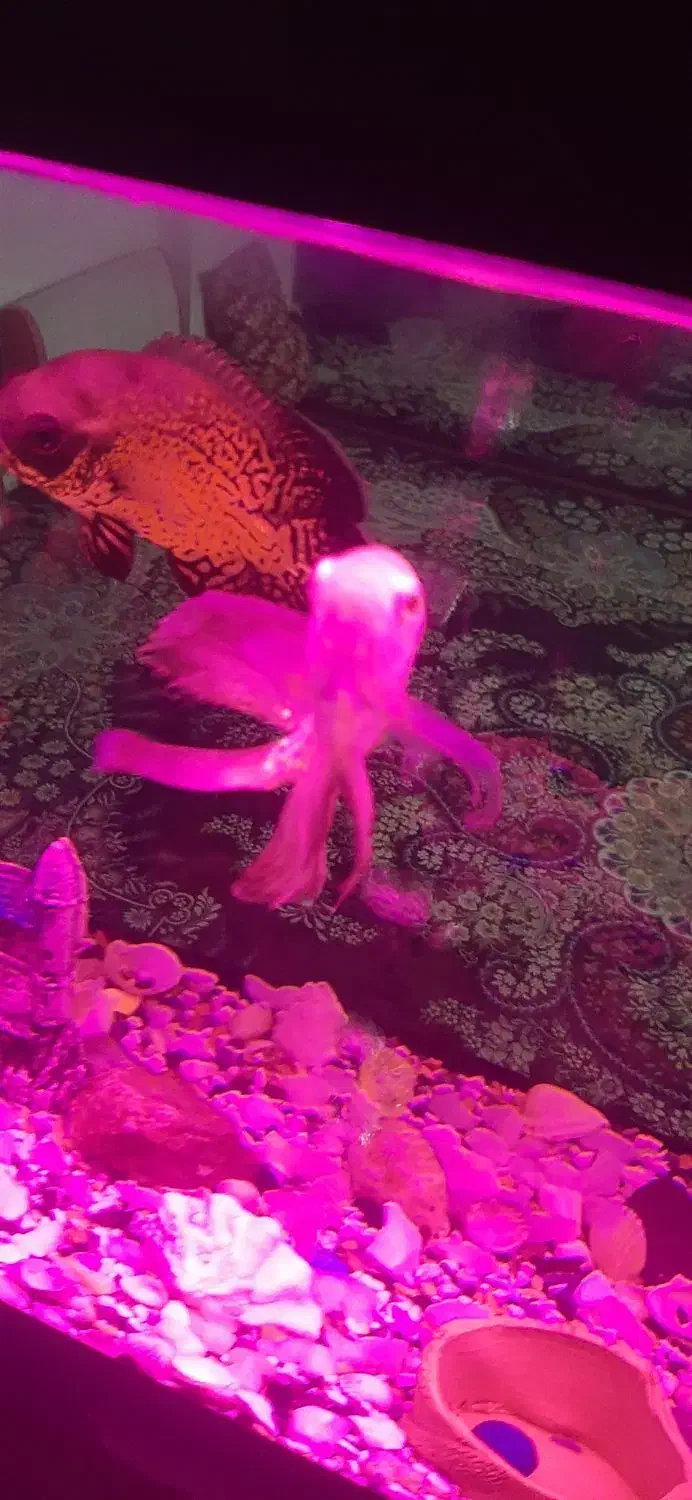 ماهی اسکار|ماهی|اهر, |دیوار