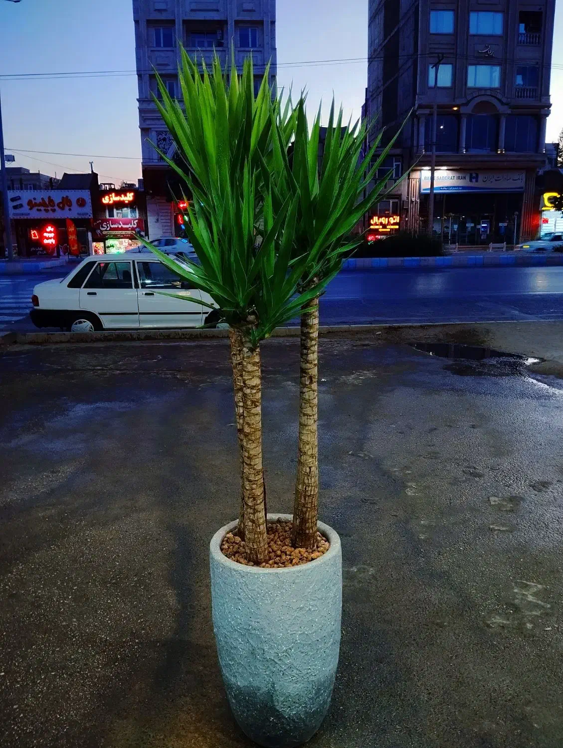 نمایشگاه گل و گیاه باران|گل و گیاه طبیعی|نیشابور, فضل|دیوار