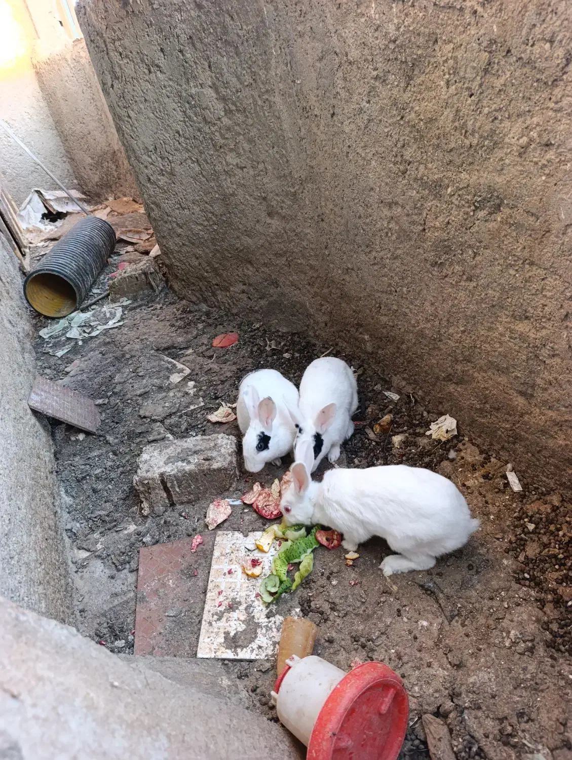 خرگوش|موش و خرگوش|زابل, |دیوار