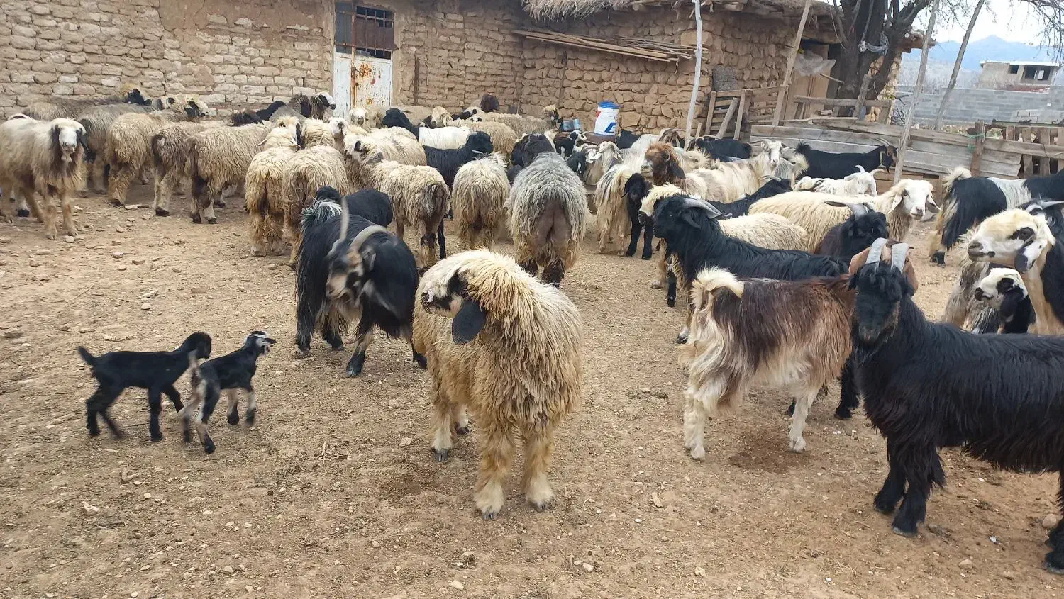 فروش تعدادی میش بختیاری و بز ترکی|حیوانات مزرعه|شیراز, گویم|دیوار