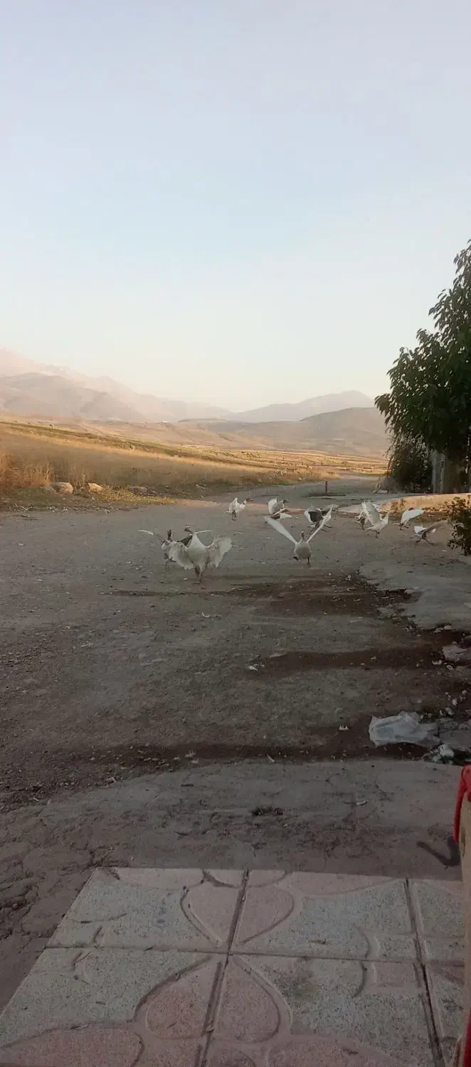 غاز محلی تخم گذار|حیوانات مزرعه|مشگین شهر, |دیوار