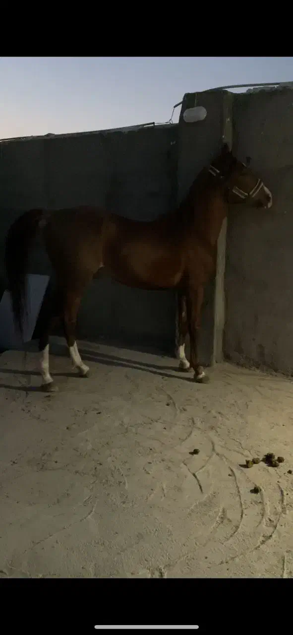 نریان کرد درجه یک|اسب و تجهیزات اسبسواری|تهران, زنجان جنوبی|دیوار