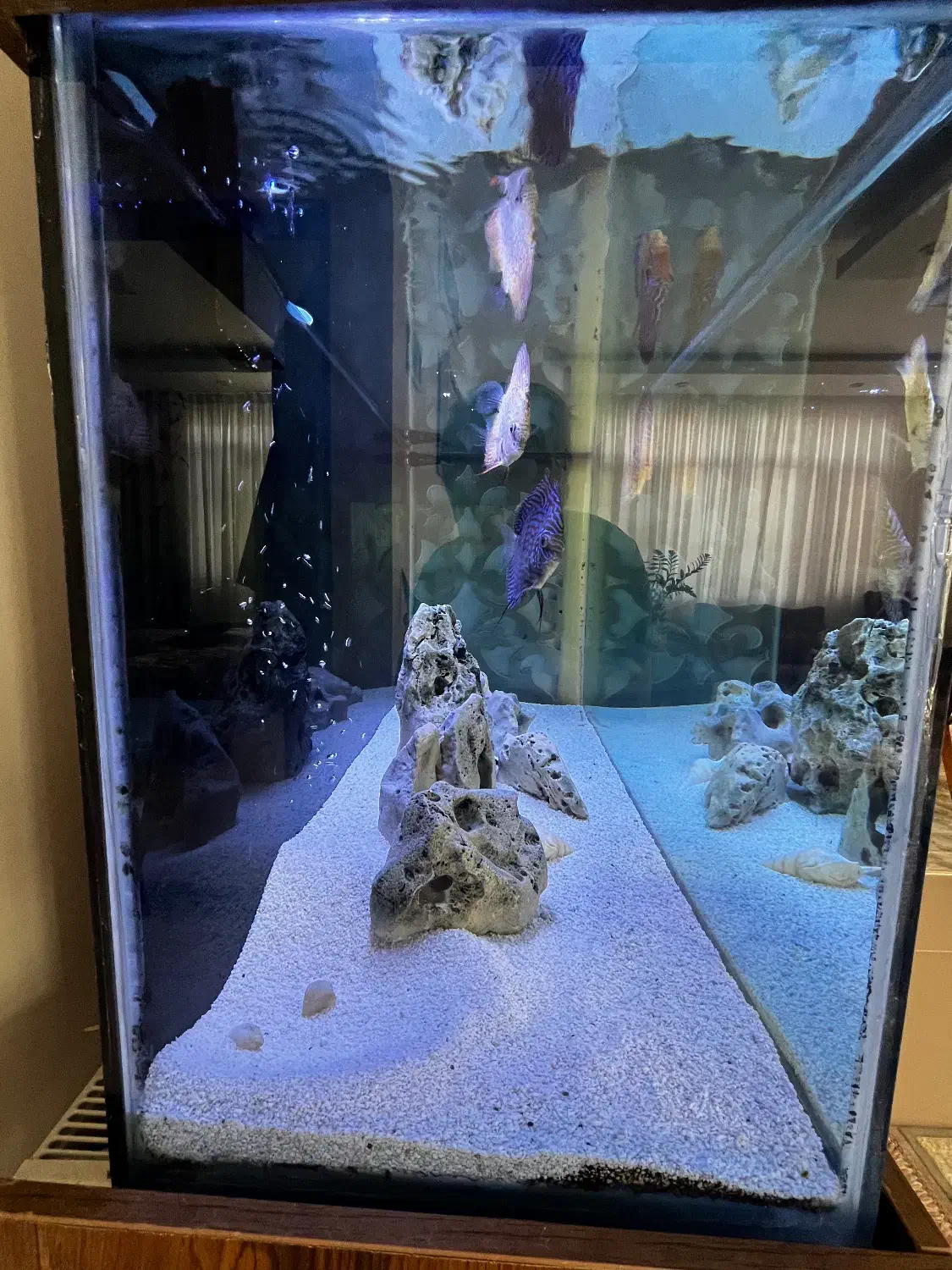 اکواریوم|ماهی|بردسکن, |دیوار