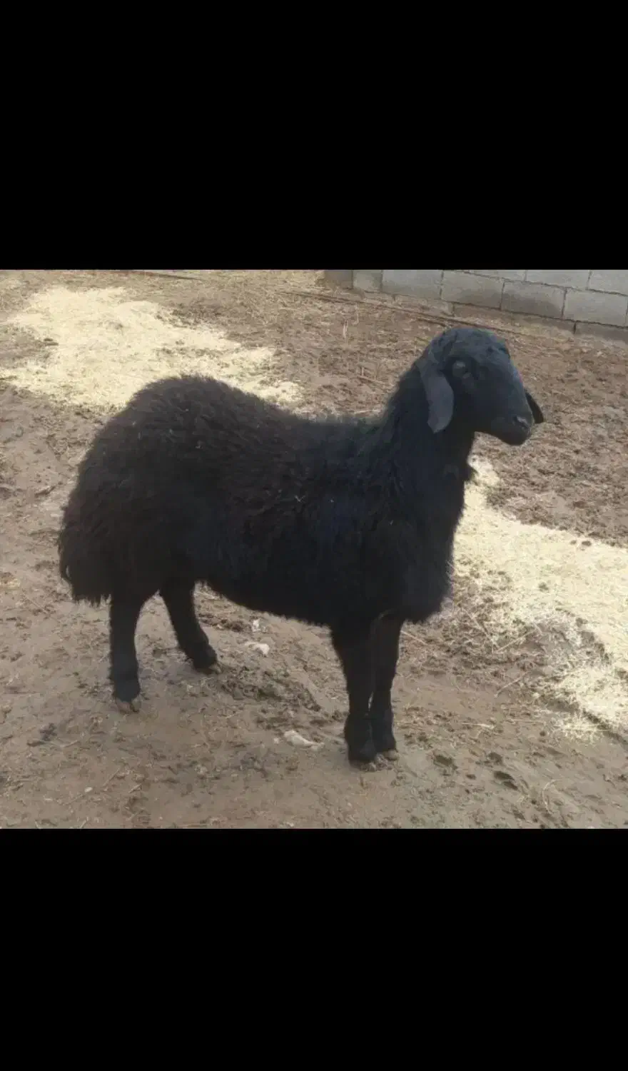 خاهان گوسفند نیویی|حیوانات مزرعه|سقز, |دیوار