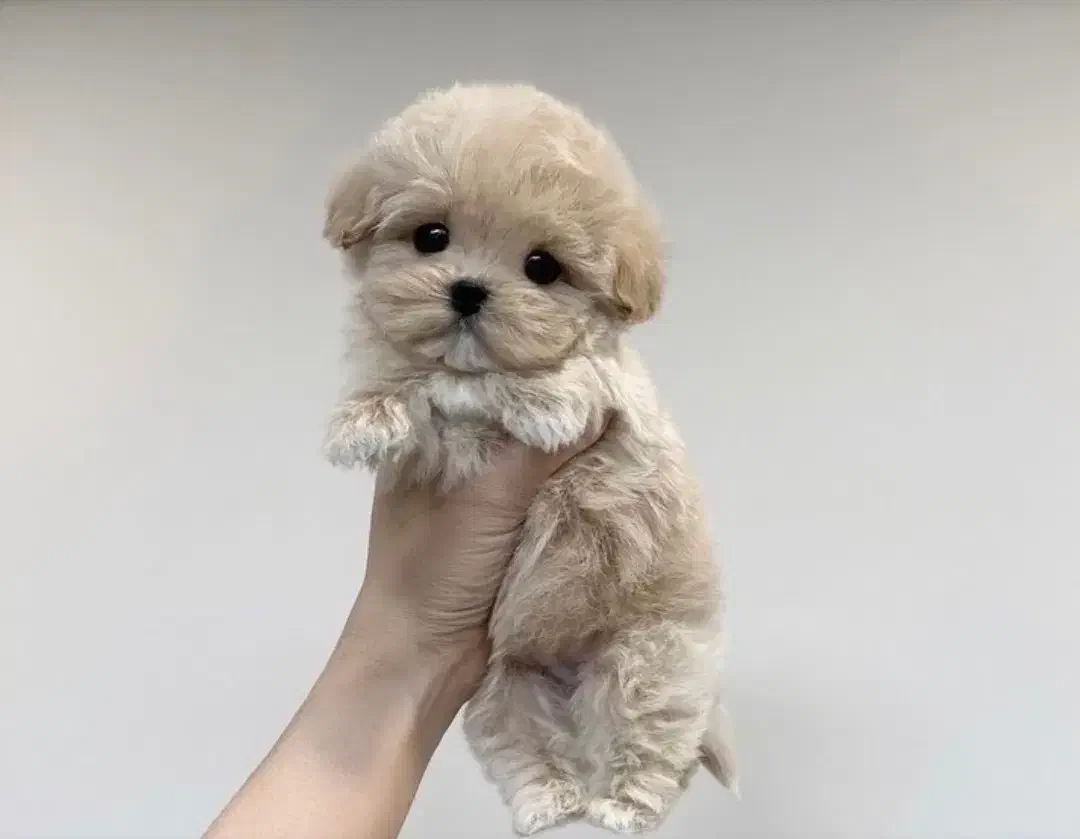 پودل مالتیز عروسکی|سگ|ری, امین آباد|دیوار
