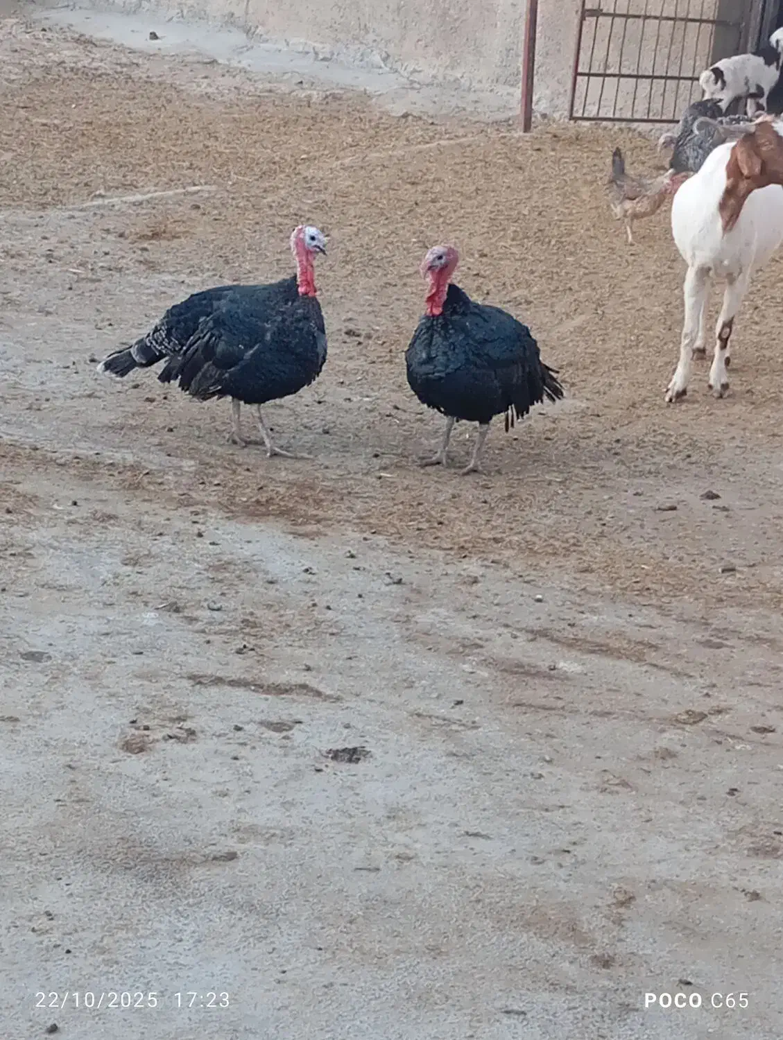 دو عدد بوقلمون نر|حیوانات مزرعه|کوهدشت, |دیوار