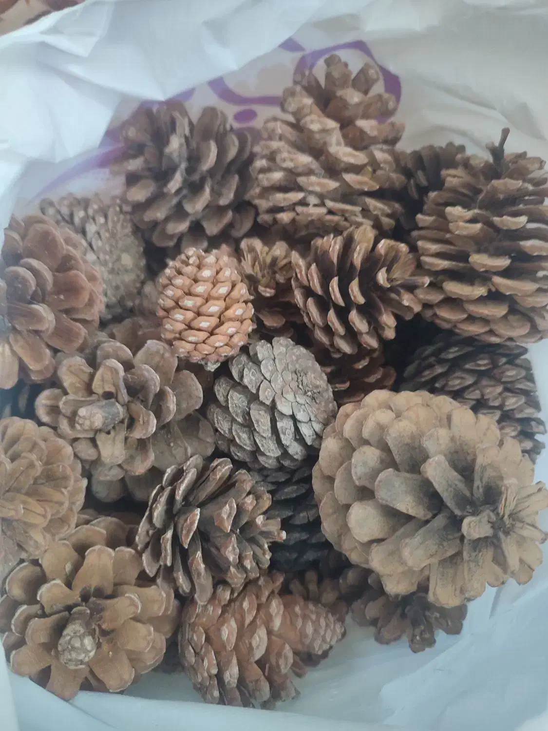 کاج|صنایع دستی و سایر لوازم تزئینی|بندر کنگان, |دیوار