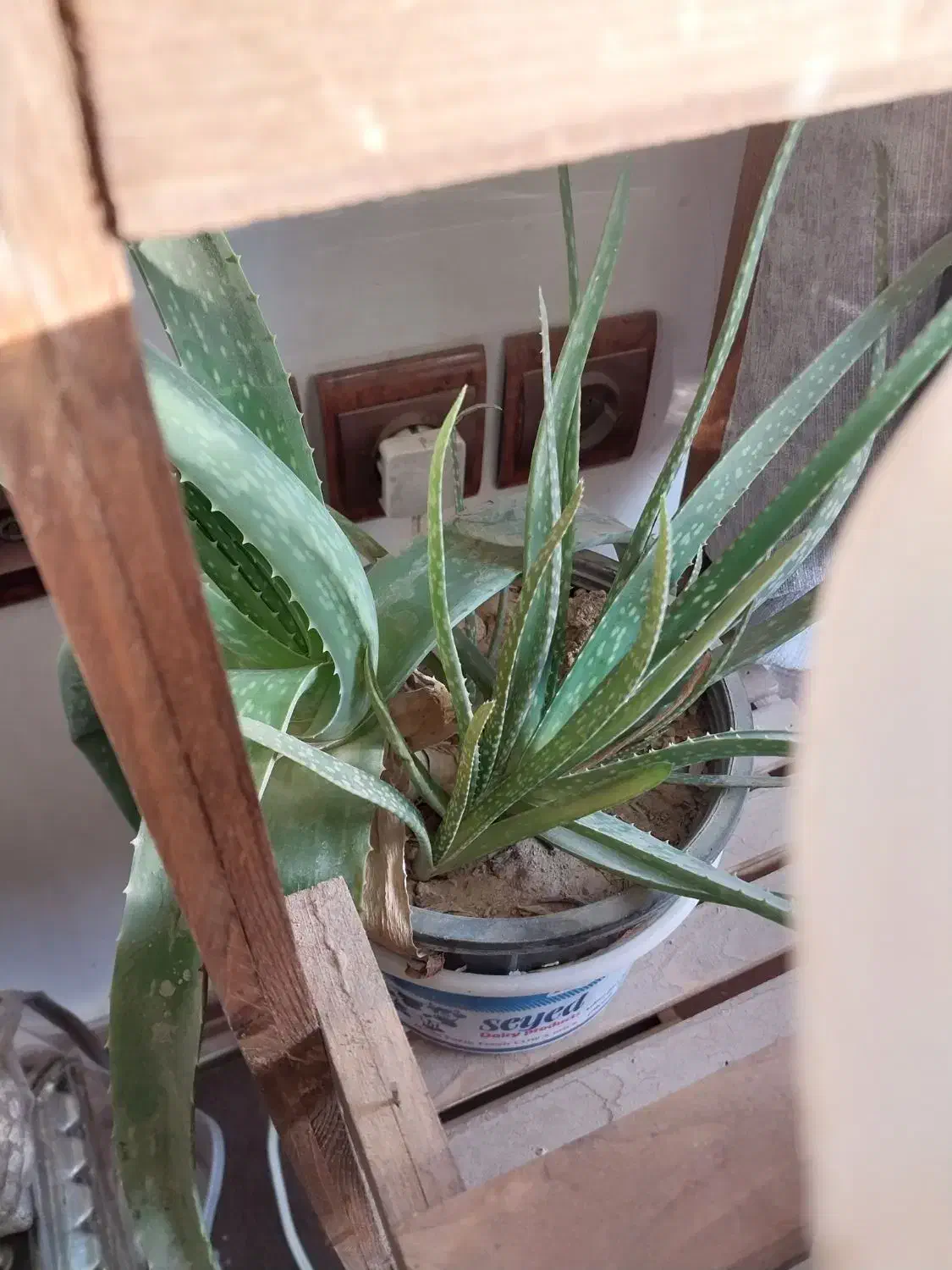 فروش گل و گیاه|گل و گیاه طبیعی|فلاورجان, |دیوار