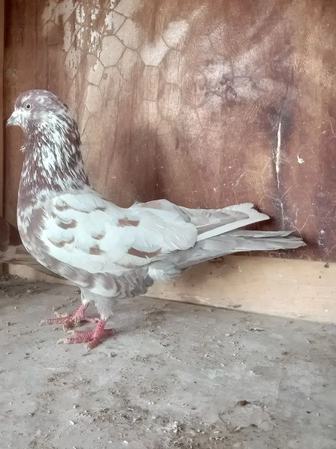 کفترپرشی|پرنده|رشت, عینک|دیوار