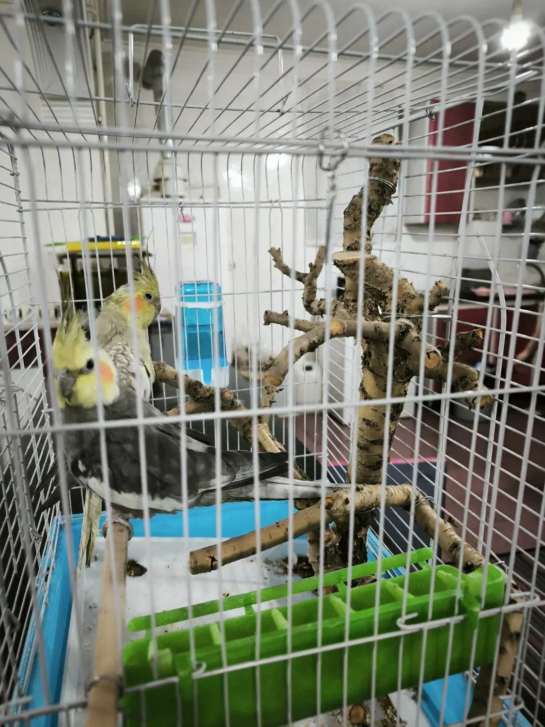 فروش دو عدد عروس هلندی مولد همراه با قفس|پرنده|پاریز, |دیوار