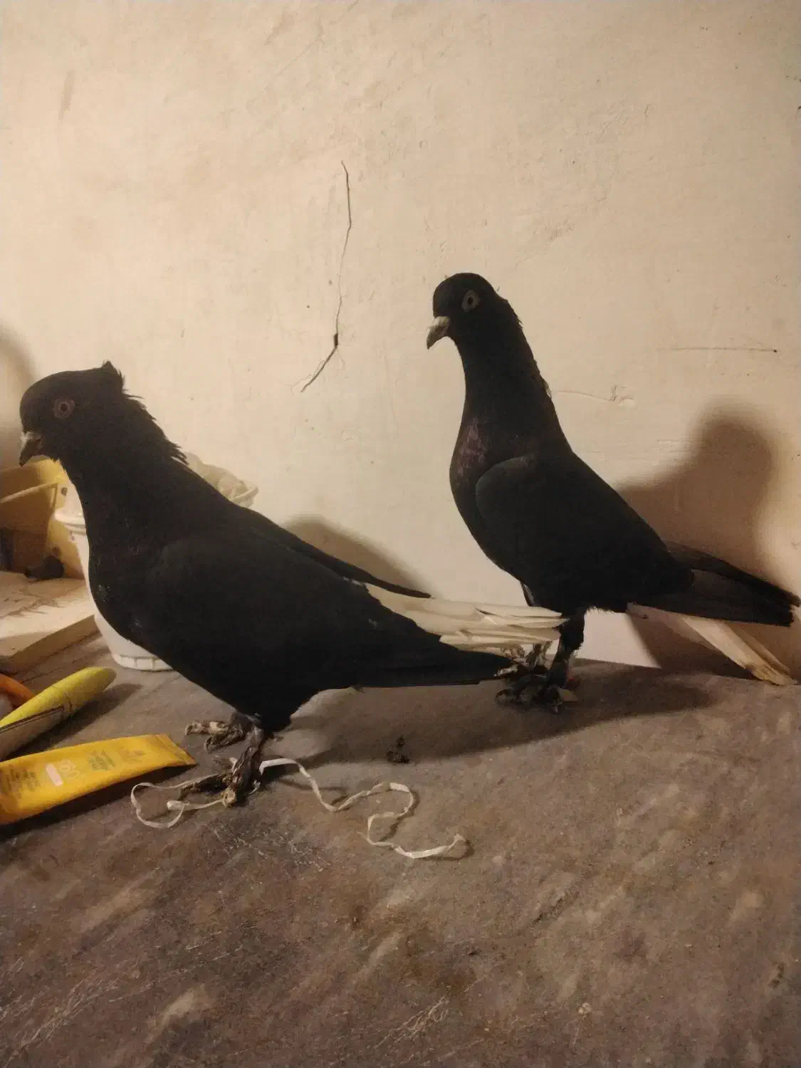 فروش جفت زاغ دمسفید|پرنده|شاهرود, |دیوار