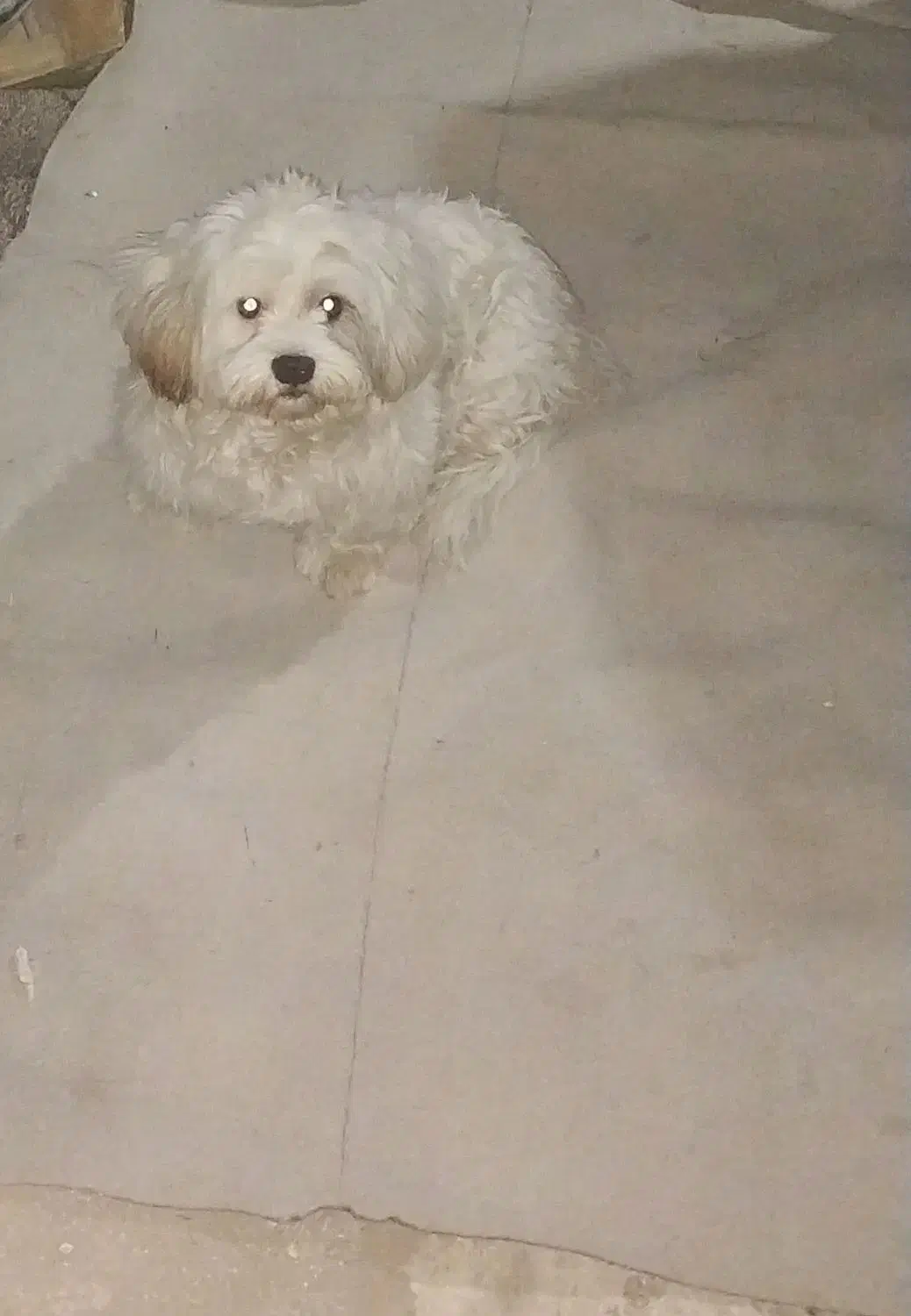 توله شیتزو خالص شناسنامه دار|سگ|خمین, |دیوار