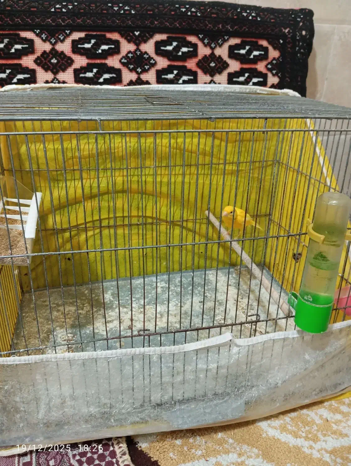 قناری نر|پرنده|اسیر, |دیوار