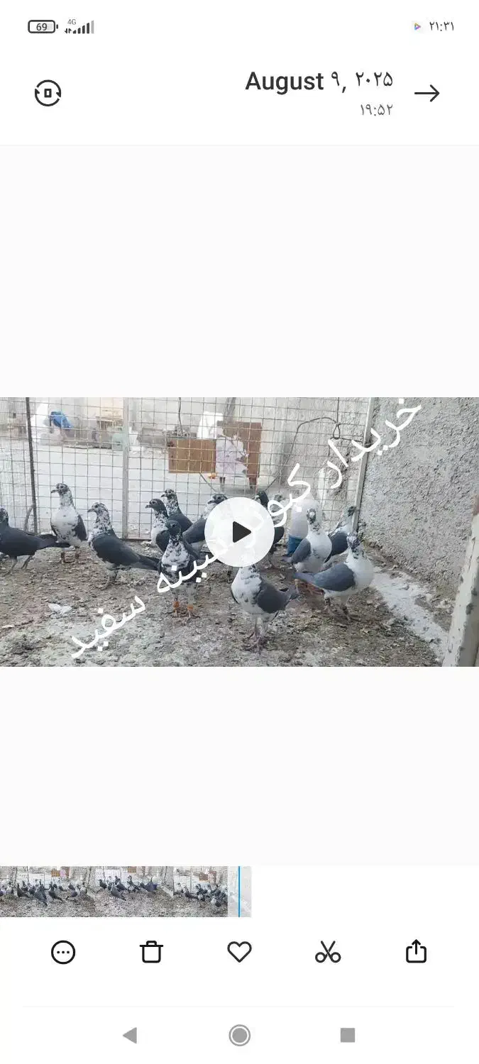 کبوتر سینه سفید|پرنده|شیراز, اکبر آباد|دیوار