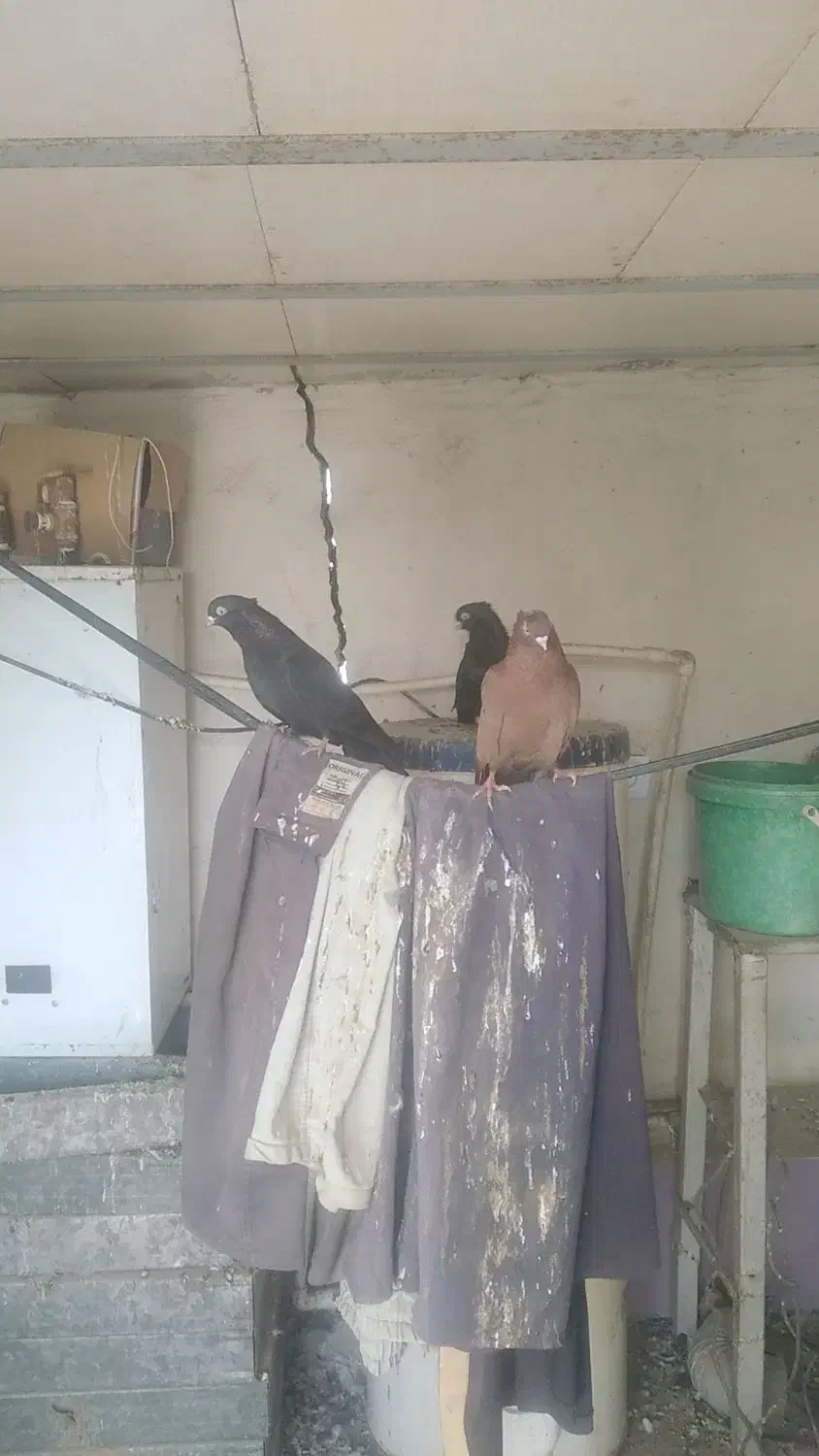 نوچه صرب و زاغ آبادانی|پرنده|جیرفت, |دیوار