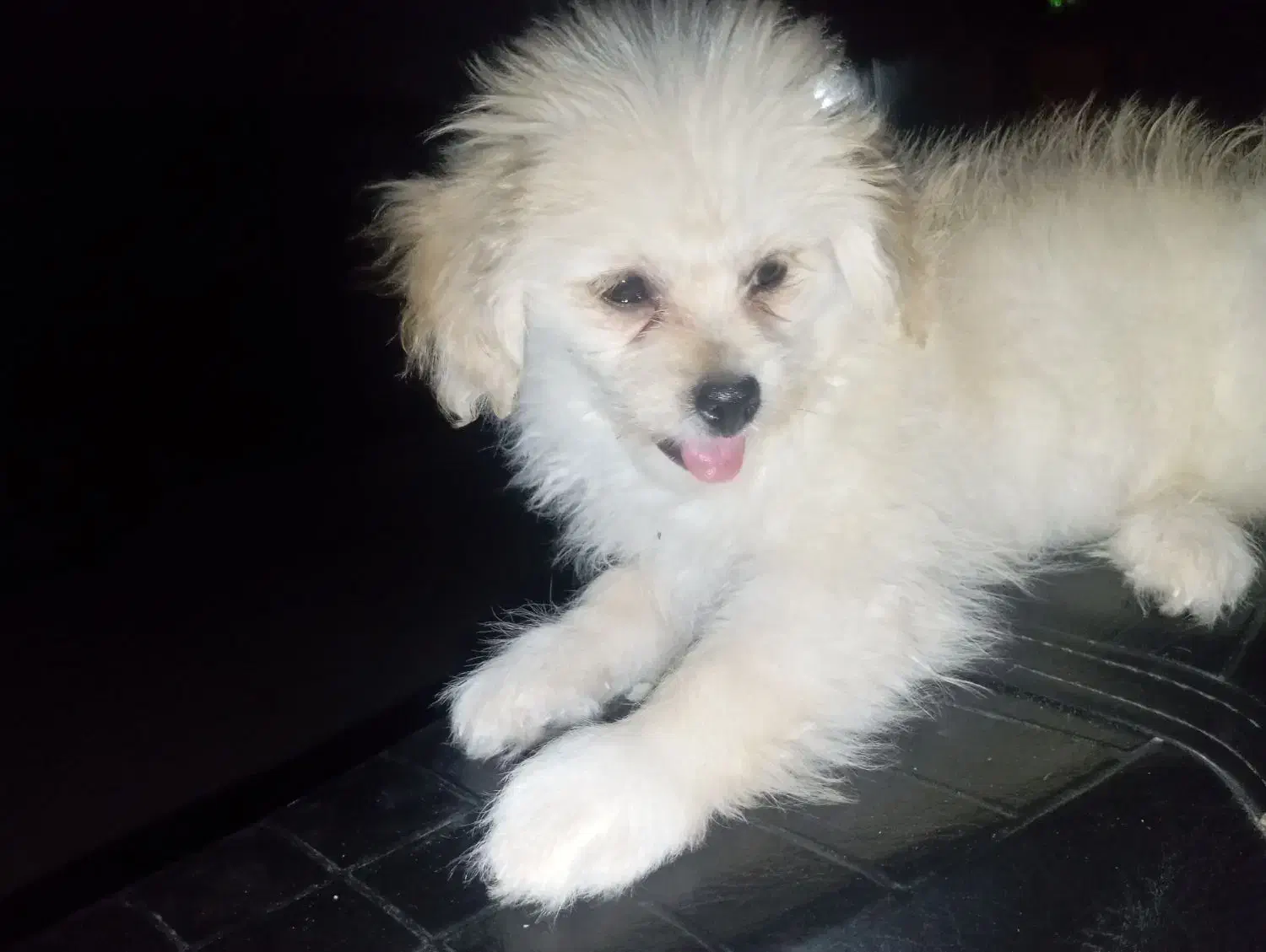 سگ پامرشیتز|سگ|بندر کنگان, |دیوار