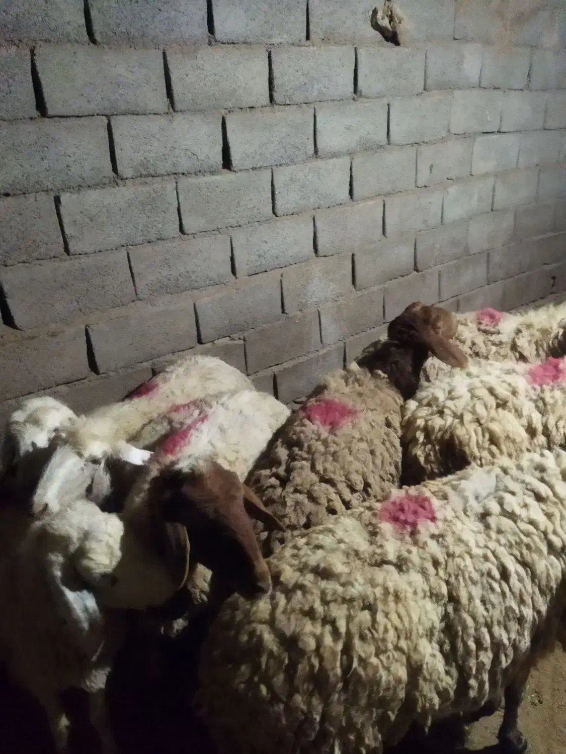 ۸ راس میش داشتی آبستن|حیوانات مزرعه|سبزوار, قصبه شرقی|دیوار