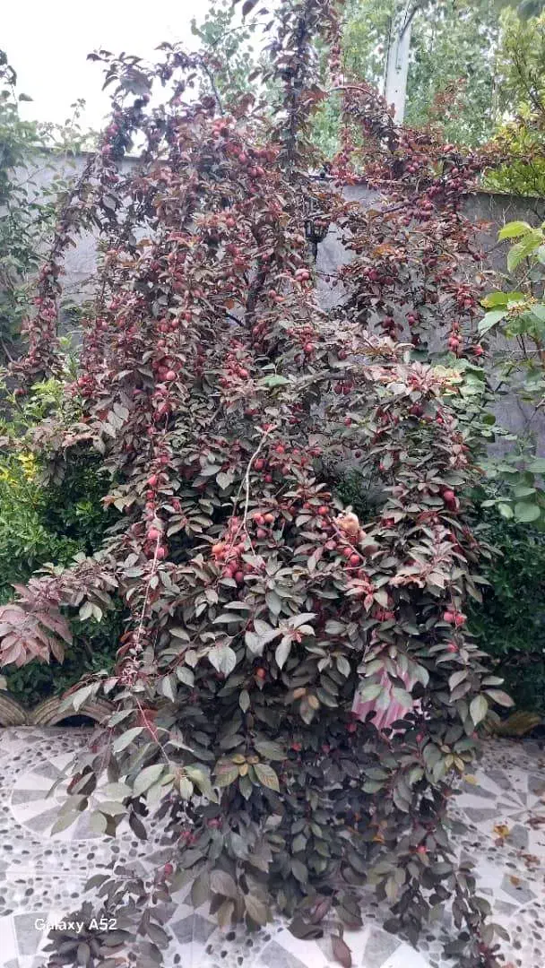 ویلا باغ...|فروش خانه و ویلا|پیربازار, |دیوار