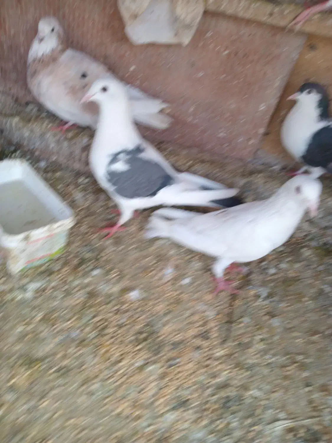 گبوتر|پرنده|سبزوار, هویزه|دیوار