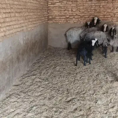 شال|حیوانات مزرعه|یزد, |دیوار