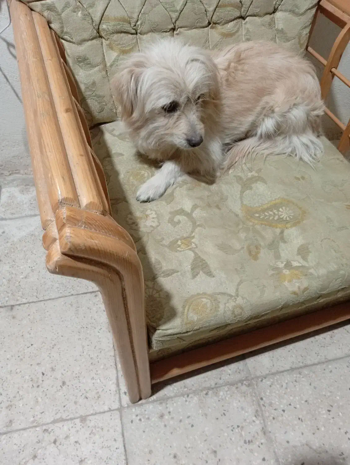 یک عددسگ شیتزوپاکوتاه دست آموزبانمک وشیطون|سگ|خمین, |دیوار