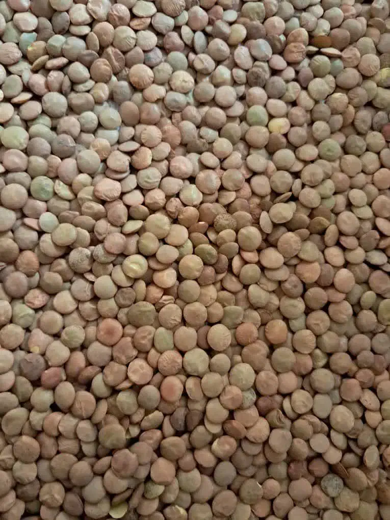حبوبات|خوردنی و آشامیدنی|تهران, قصر فیروزه ۱|دیوار
