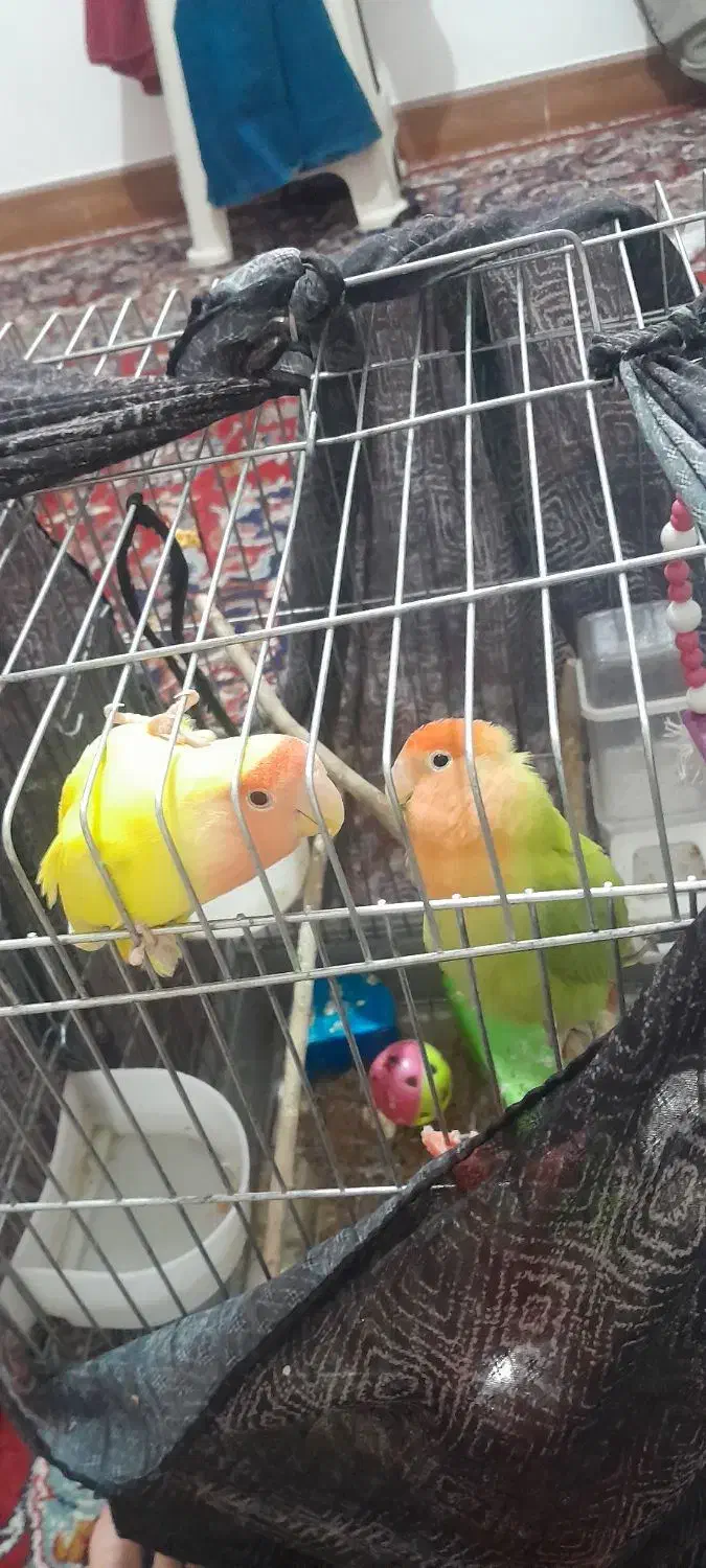 یک جفت کوتوله برزیلی نژاد صورت هلویی قیمت ۱۶۰۰۰۰۰|پرنده|شیراز, دودمان|دیوار