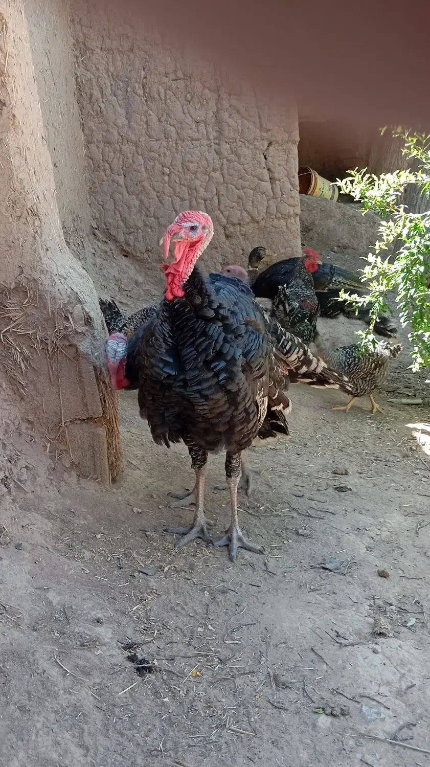 گمشده آگاهی بخونید|حیوانات|خواف, |دیوار