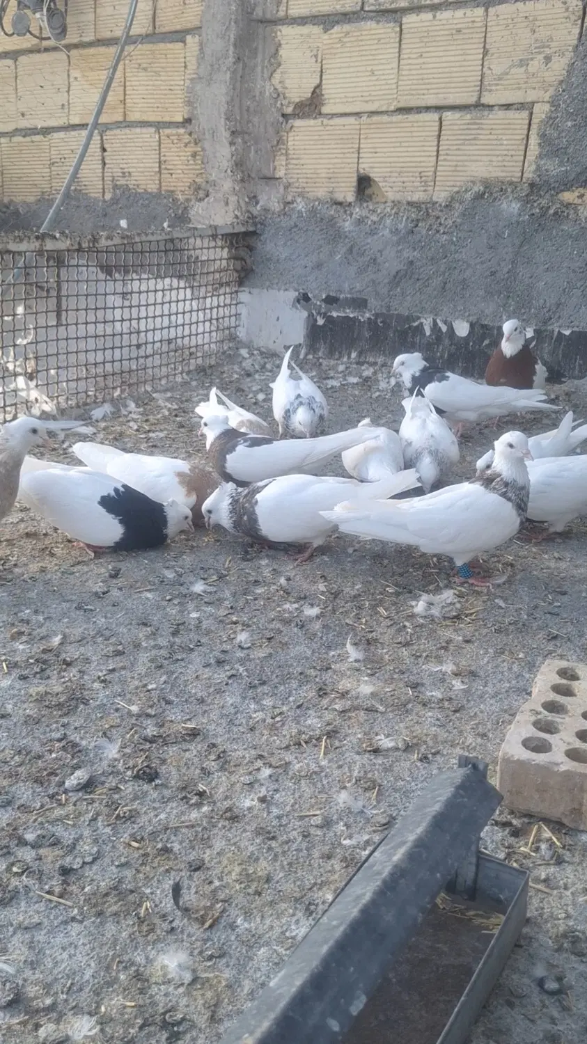 طوقی|پرنده|باغ بهادران, |دیوار