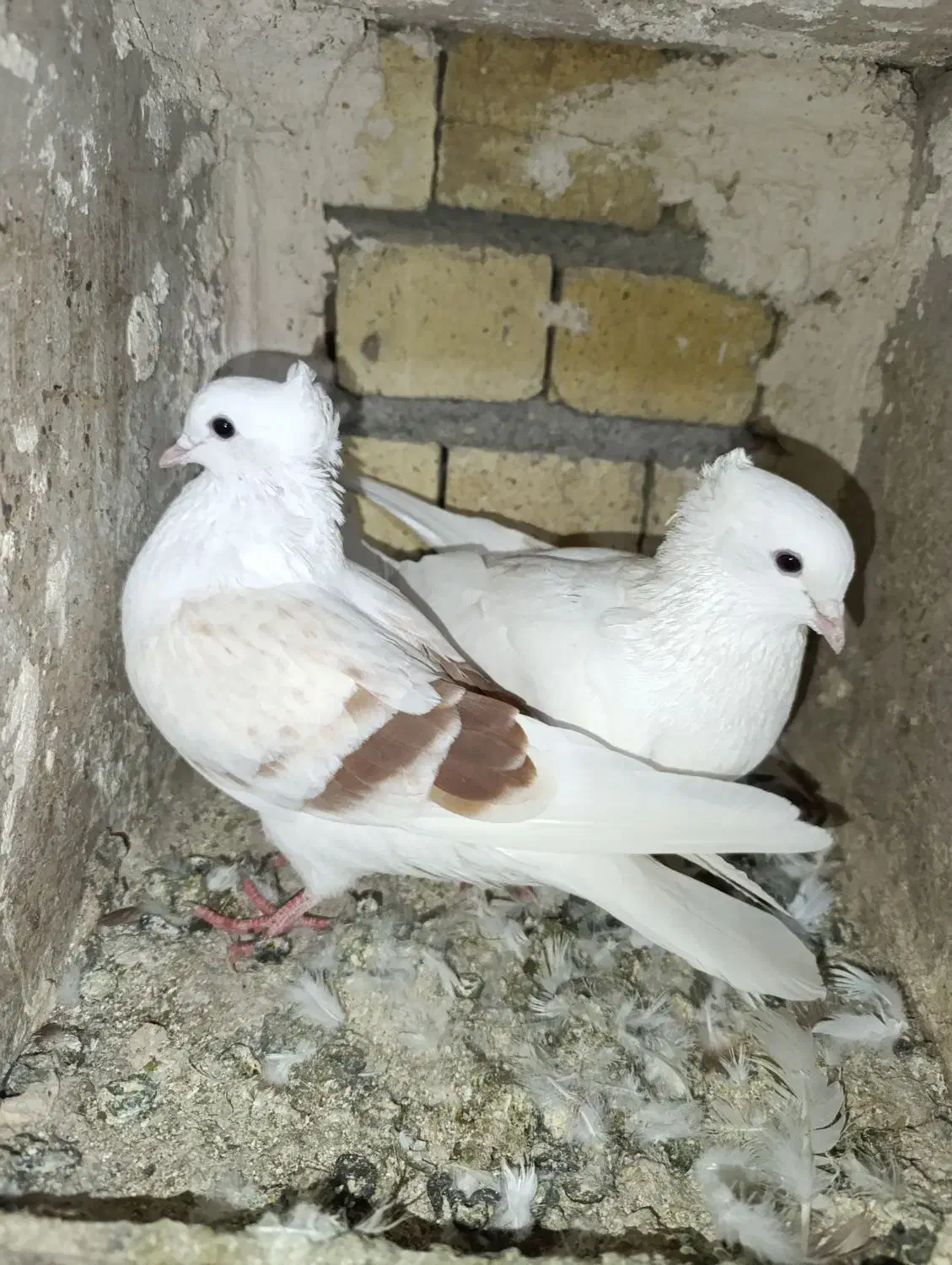 گرده دار کبوتر|پرنده|بروجرد, |دیوار