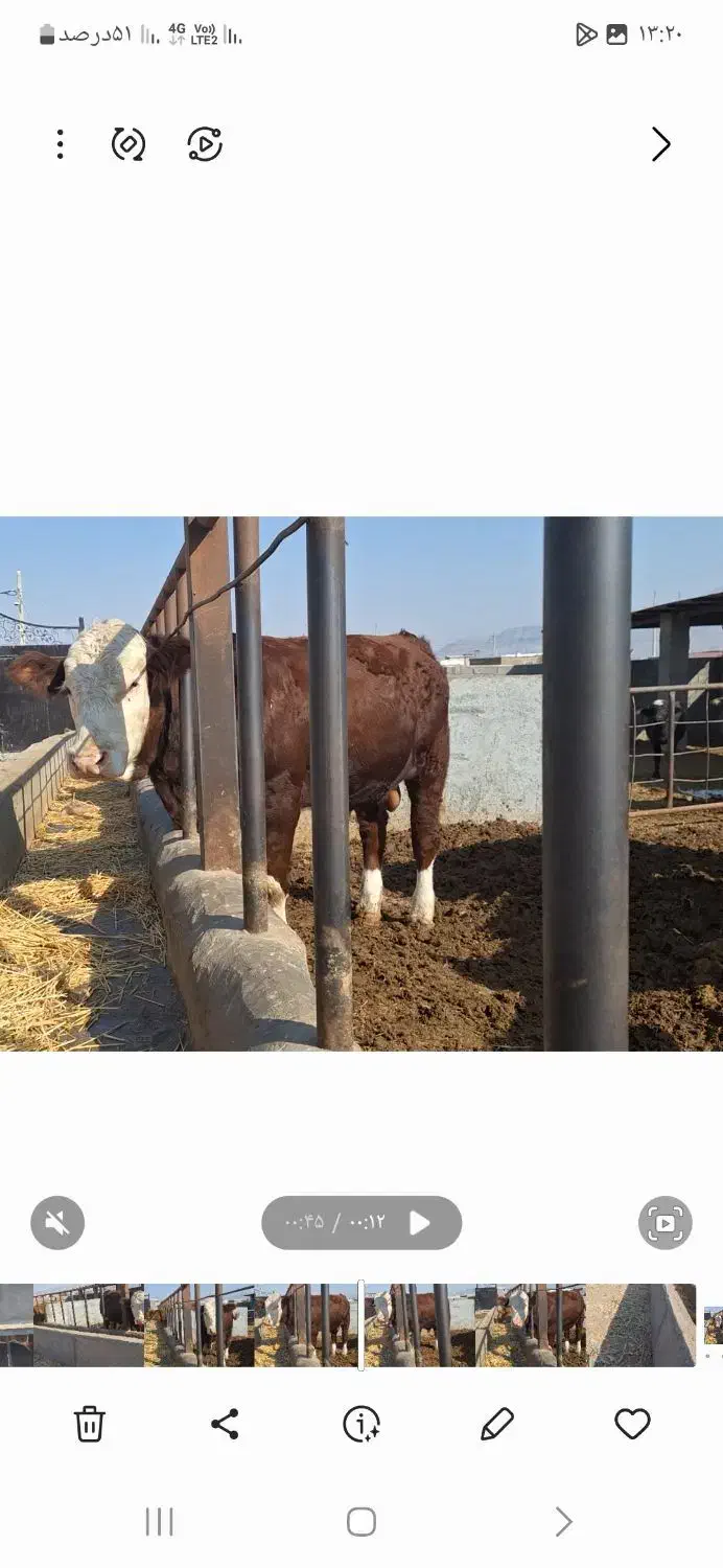 سمینتال نر شرابی نژاداصیل|حیوانات مزرعه|میانه, |دیوار