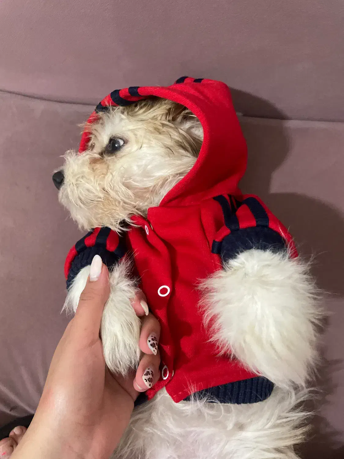 واگذاری|سگ|رشت, فلسطین|دیوار