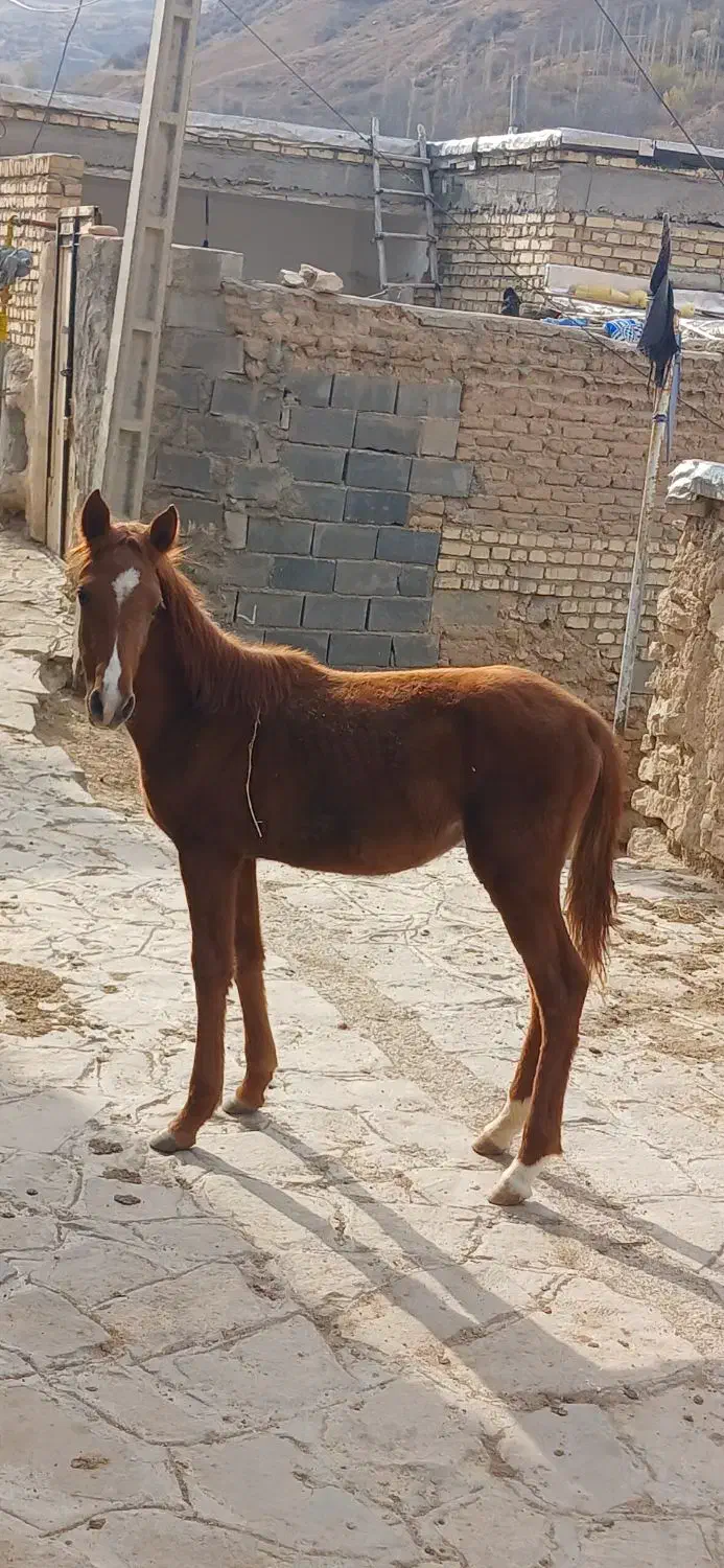 کره اسب ماده|اسب و تجهیزات اسب‌سواری|بجنورد, |دیوار