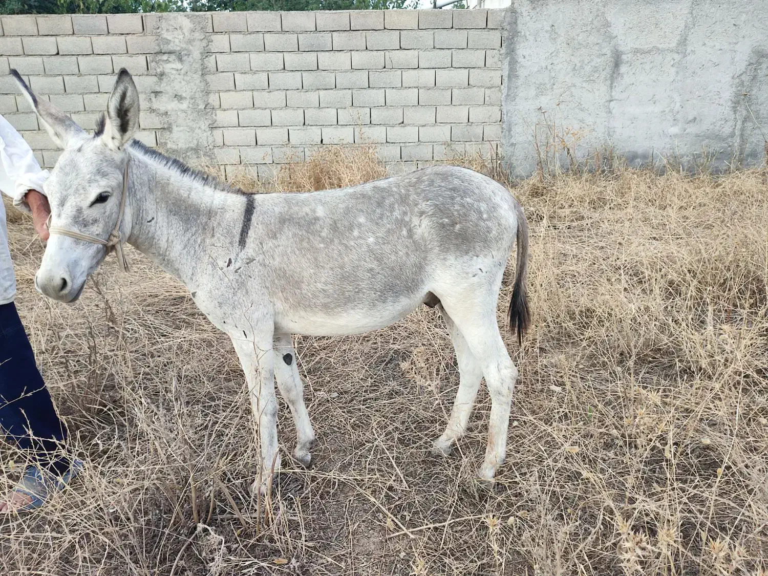 الاغ نر|حیوانات مزرعه|فراغی, |دیوار