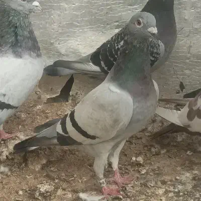 فروش کبوت خانگی|پرنده|سعدآباد, |دیوار