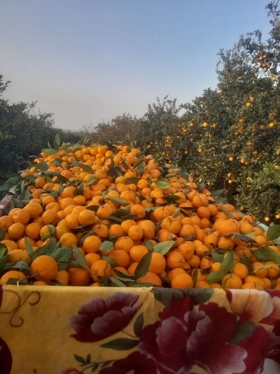 پانصد کیلو نارنگی ژاپنی شیرین و درشت|خوردنی و آشامیدنی|ارطه, |دیوار