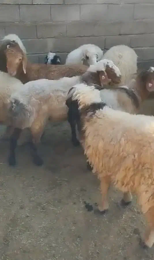 بره پرواری|حیوانات مزرعه|پاپی, |دیوار