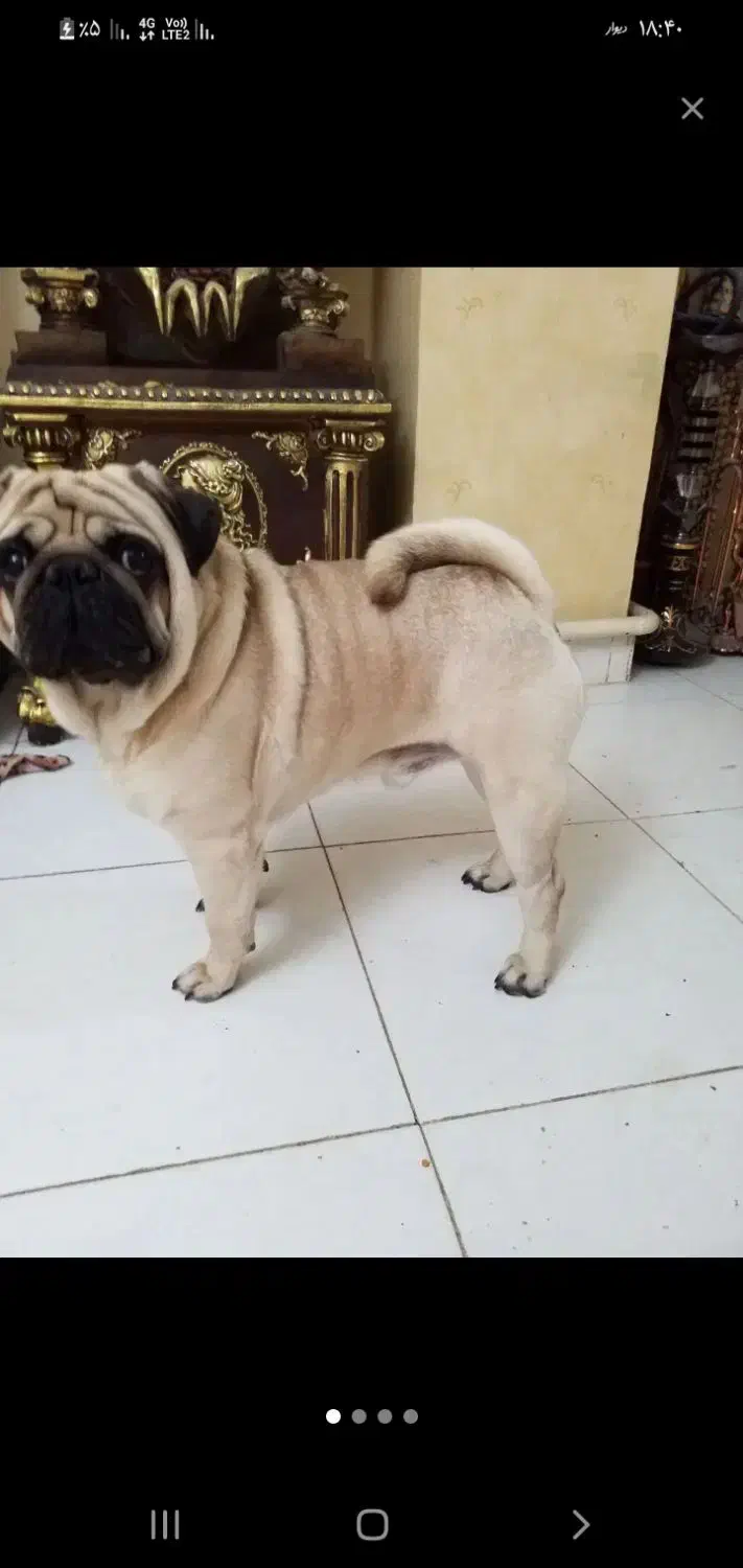 فروشی|سگ|مراغه, |دیوار