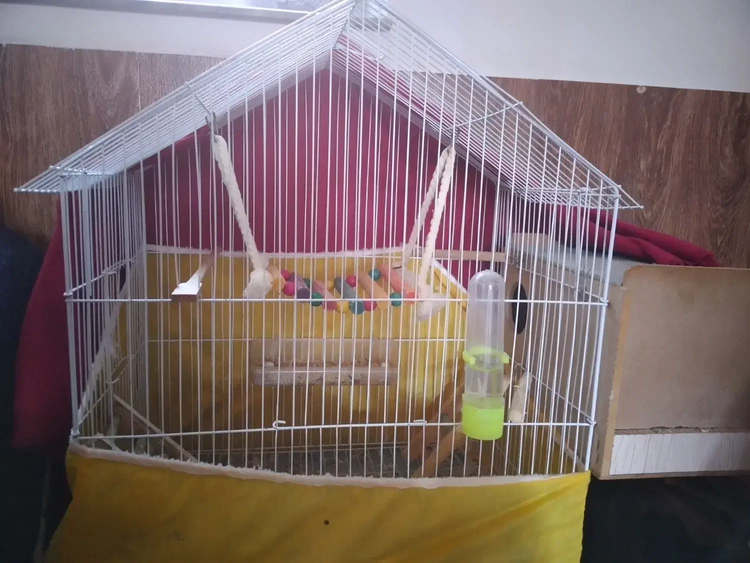 عروس هلندی لوتینو جفت|پرنده|گنبد کاووس, |دیوار