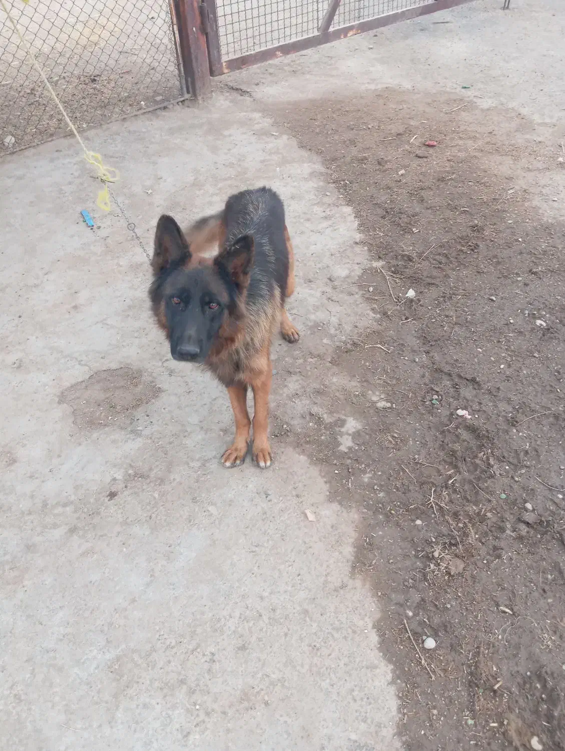 واگذاری سگ|سگ|دزفول, |دیوار