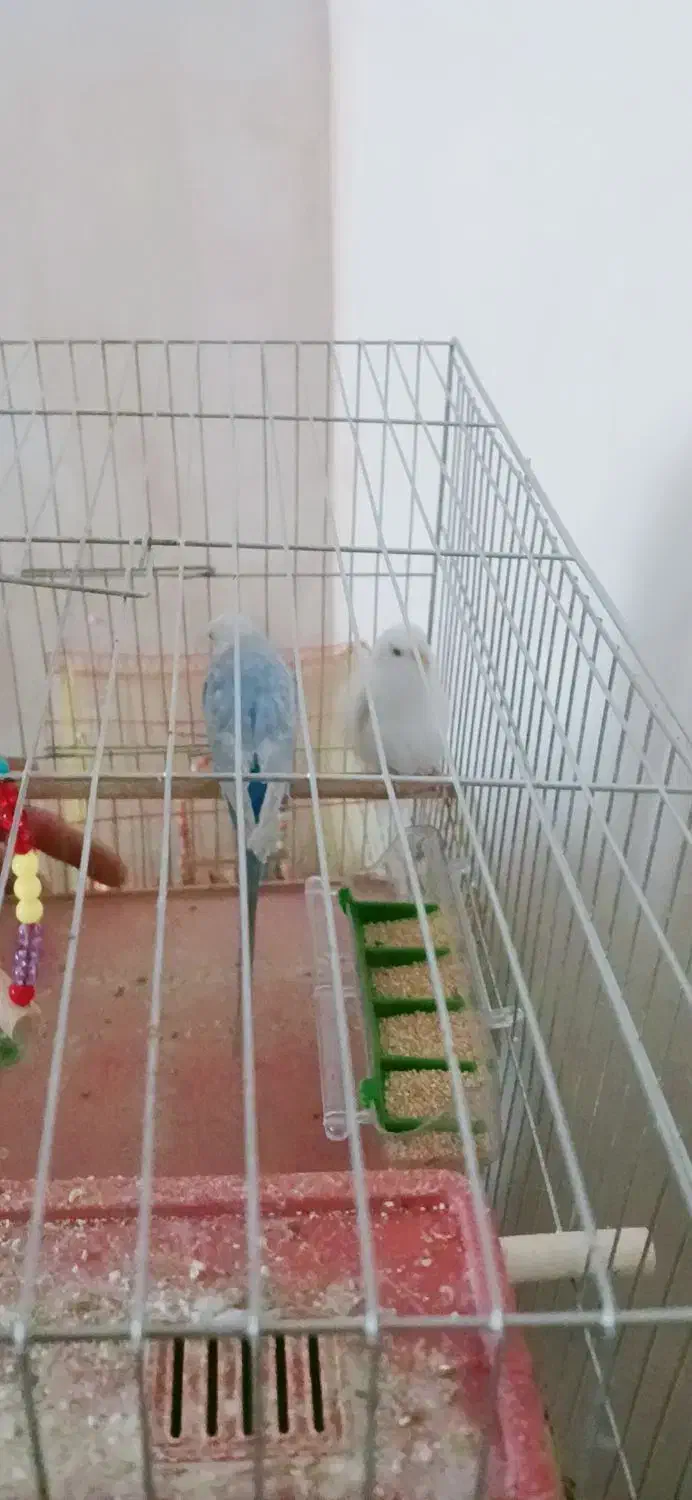 مرغ عشق|پرنده|سلماس, |دیوار