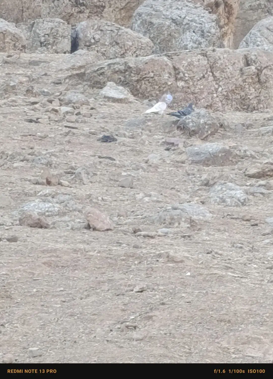 کبوتر|پرنده|پاپی, |دیوار