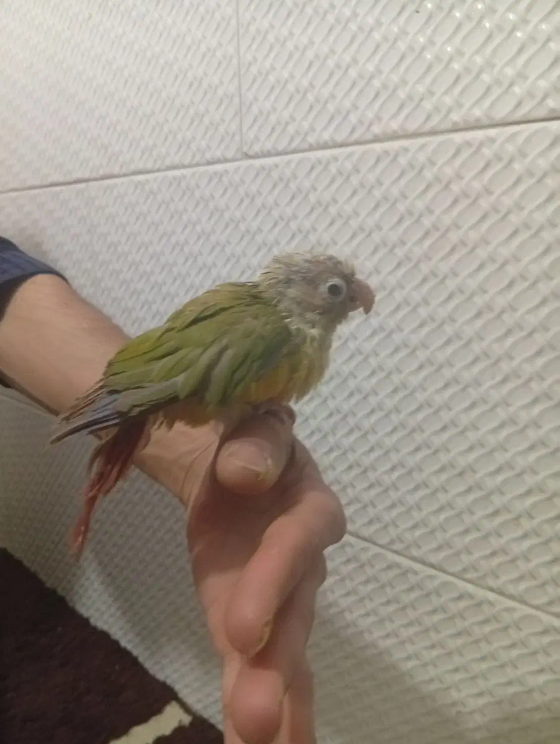 گرینچیک|پرنده|مشهد, ایثار|دیوار