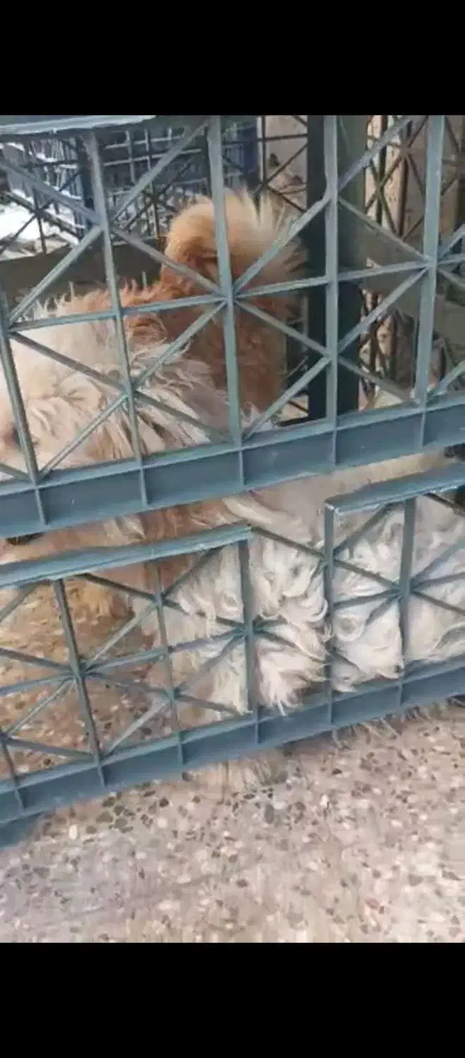 سگ شیتزو خاص جفت نر و ماده|سگ|جاسک, |دیوار